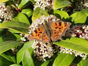 Annelies 10 - Gehakkelde Aurelia